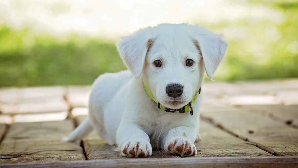 hundesteuerbescheide