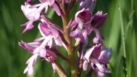 orchideen