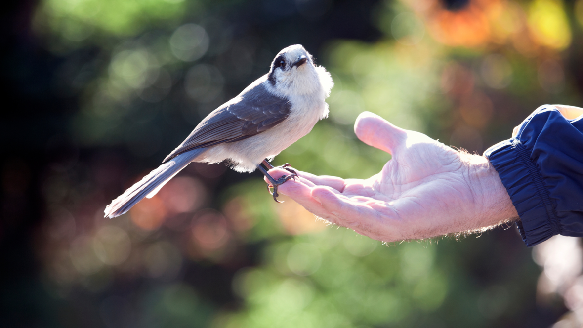 vogelfreundlich