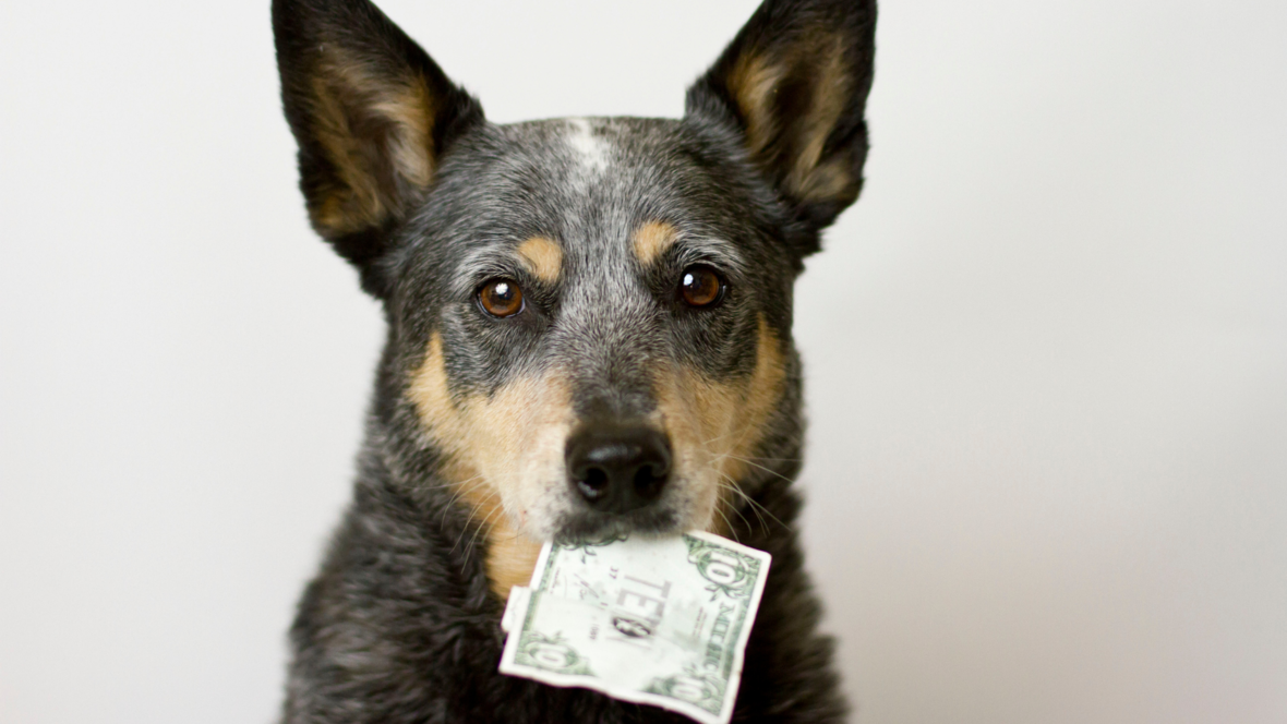 hundesteuern-1