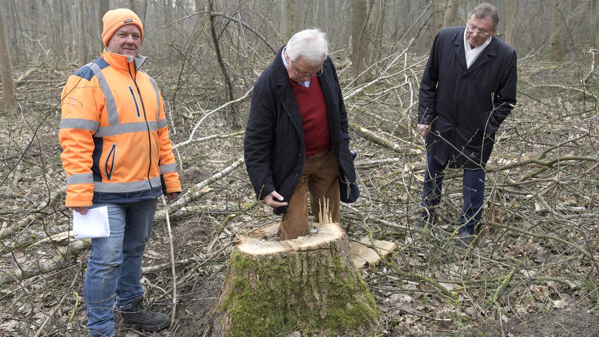 Vor Ort überzeugten sich Oberbürgermeister Bernhard Gmehling, Grün- und Umlandreferent Alfred Hornung und der Leiter der Stadtgärtnerei, Uwe Johannsen (v.r.n.l.), von den durchgeführten Verkehrssicherungsmaßnahmen.
