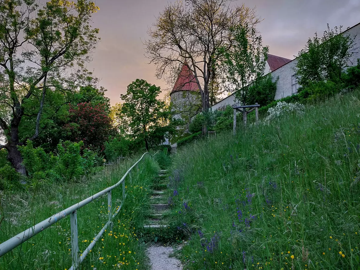 210823-leserfoto-aktion-weg-mit-baeumen-in-neuburg