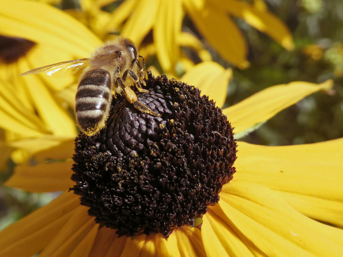 2024-04-05_10-26-55-bienen-auf-sonnenhut