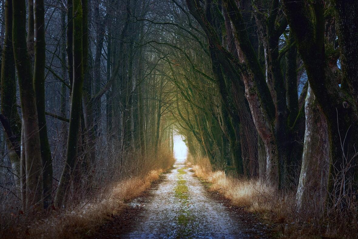 tierisches-nachtleben-im-auwald-vorschaubild-wald-in-der-nacht