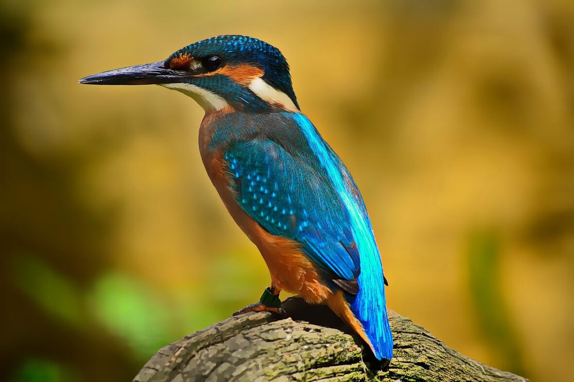 wanderung-zu-eisvogel-und-co