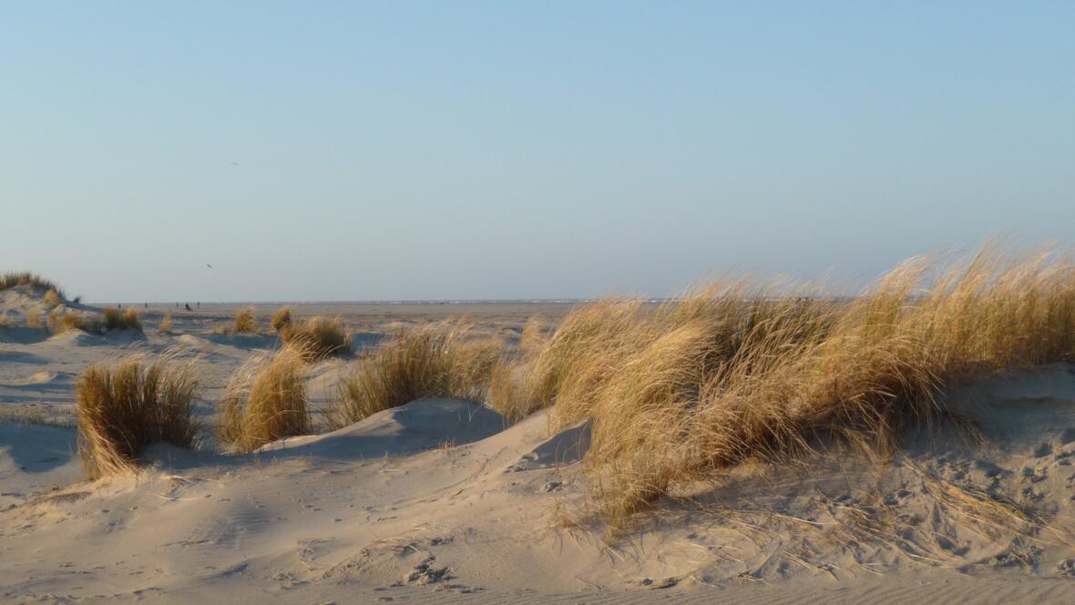 Weite Dünen, Sand und Dünengras zeigen die natürliche Umgebung der Ferienwohnungen auf Borkum und machen Lust auf einen ruhigen Urlaub auf der Nordsee Insel.