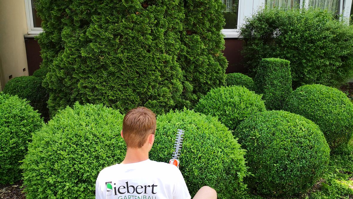 Großfirmenpflege, Formschnitt am Eingangsbereich, komplette Grünanlagenpflege