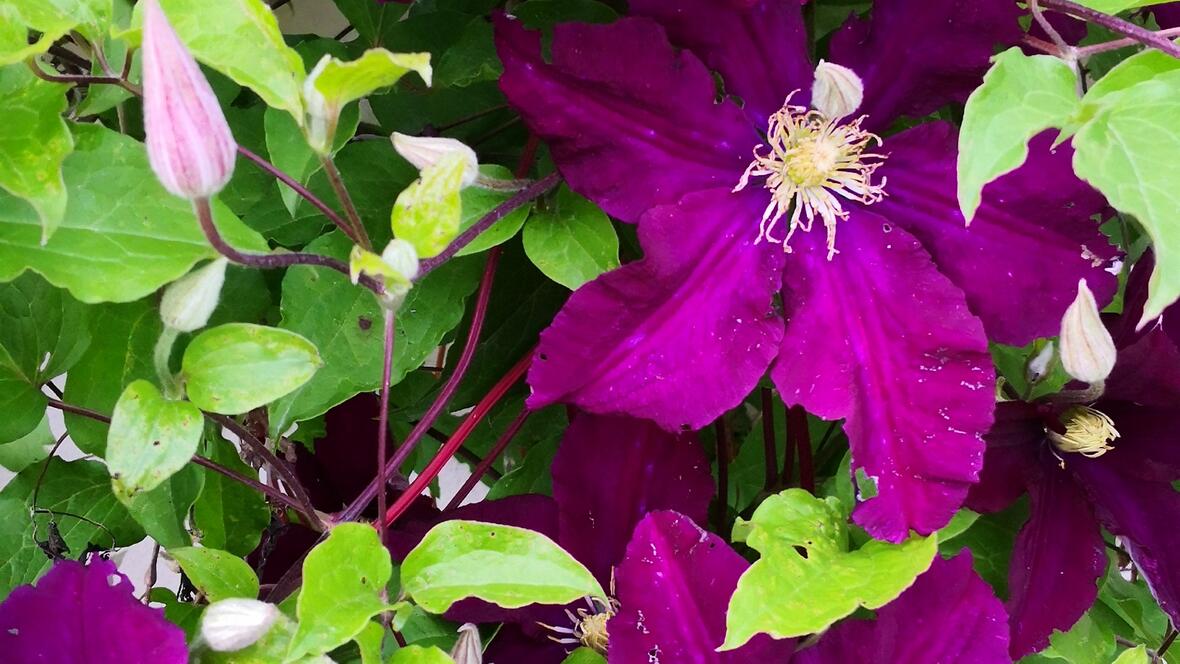 Clematis (Kletterpflanze)