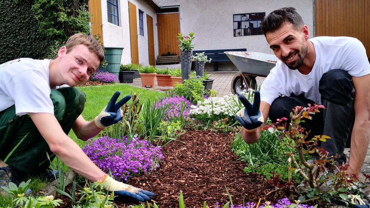 Verteilen von feinem Rindenmulch in der Pflanzung