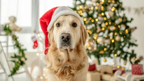 hund-vor-einem-weihnachtsbaum