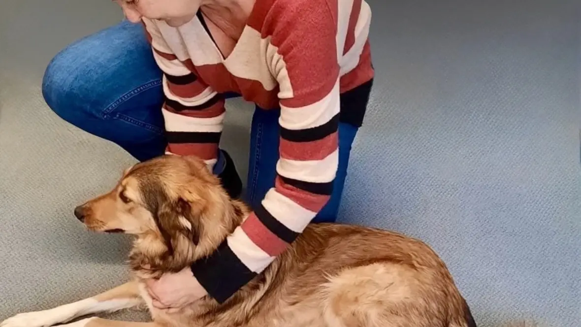 Hundephysiotherapie