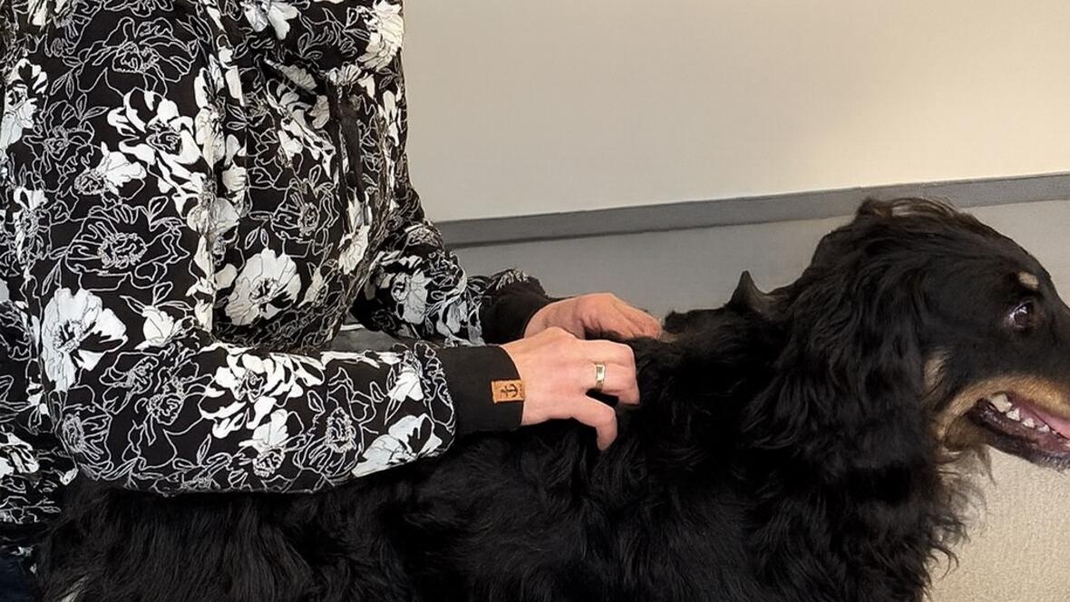 Physiotherapeutische Behandlung am Ruecken eines Hundes bei Tiertherapie Wagner in Neuburg, tiertherapie wagner und neuburg